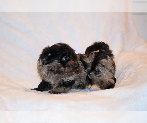 Medium Photo #10 Yorkiepoo mix (+ Poodle Toy) Puppy For Sale in DYERSBURG, TN, USA