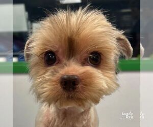 Mutt Dogs for adoption in Washington, DC, USA