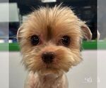 Small Mutt