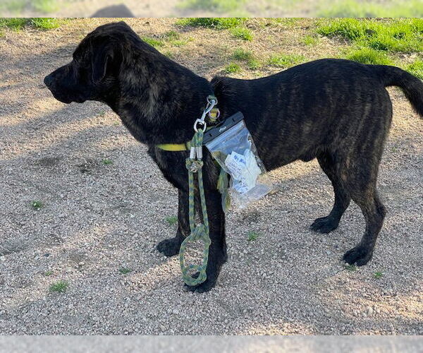 Medium Photo #4 Boxador Puppy For Sale in Houston, TX, USA