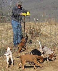 Bluetick Coonhound-Rhodesian Ridgeback Mix Puppy for sale in OZONE, AR, USA