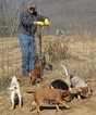 Small Bluetick Coonhound-Rhodesian Ridgeback Mix