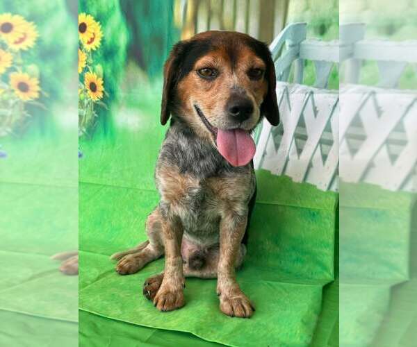 Medium Photo #4 Beagle Puppy For Sale in Sanderson, FL, USA