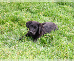 Labrador Retriever Puppy for sale in SYRACUSE, IN, USA