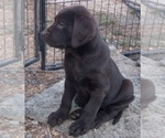 Small Photo #12 Labrador Retriever Puppy For Sale in BENTS FORT, CO, USA