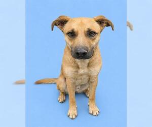 German Shepherd Dog-Unknown Mix Dogs for adoption in HESPERIA, CA, USA