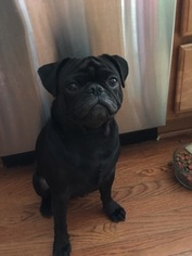 Father of the Pug puppies born on 07/14/2017