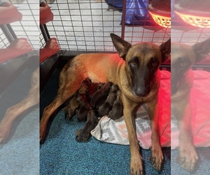 Mother of the Belgian Malinois puppies born on 07/24/2022