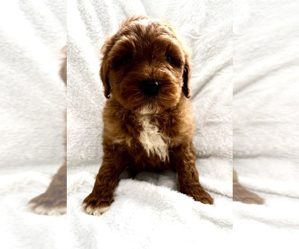 Medium Photo #2 Goldendoodle (Miniature) Puppy For Sale in FAIR HAVEN, MI, USA