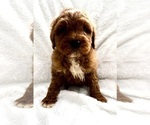Small #1 Goldendoodle (Miniature)