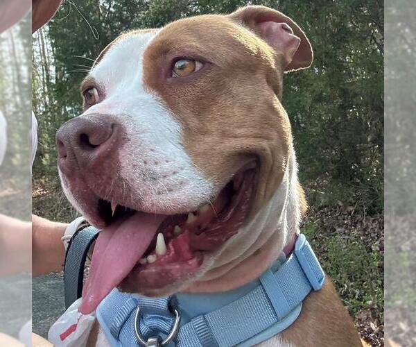 Medium Photo #2 American Pit Bull Terrier Puppy For Sale in Charlotte, NC, USA