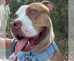 Small #1 American Pit Bull Terrier