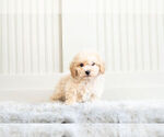 Small Photo #4 Bichpoo Puppy For Sale in WARSAW, IN, USA