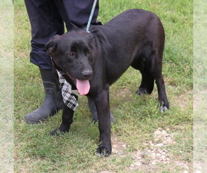 Tug - Male Labrador Retriever Dog for Adoption - Photo #3