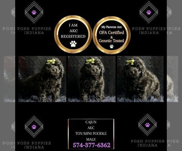 Medium Photo #3 Poodle (Toy) Puppy For Sale in WARSAW, IN, USA