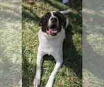 Small #3 Labrador Retriever-Treeing Walker Coonhound Mix