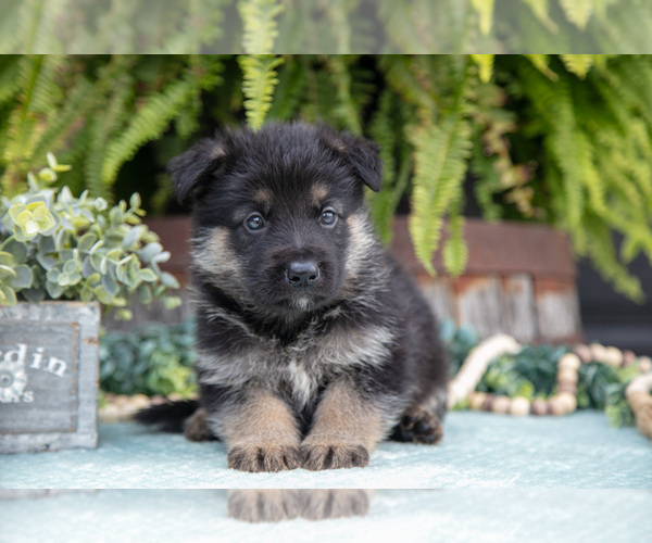 Medium Photo #13 German Shepherd Dog Puppy For Sale in FREDERICKSBURG, OH, USA