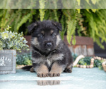 Small #2 German Shepherd Dog