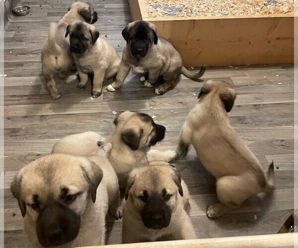 View Ad Kangal Dog Litter of Puppies for Sale near Michigan, CHELSEA