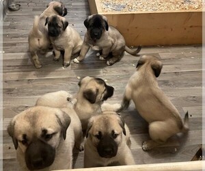 Kangal Dog Puppy for sale in CHELSEA, MI, USA