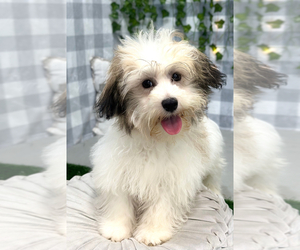 Havamalt Puppy for sale in MARIETTA, GA, USA