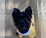 Small Photo #1 Yorkshire Terrier Puppy For Sale in WILLISTON, SC, USA