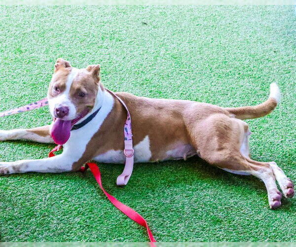 Medium Photo #3 American Pit Bull Terrier-Unknown Mix Puppy For Sale in Waco, TX, USA