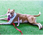 Small #2 American Pit Bull Terrier Mix