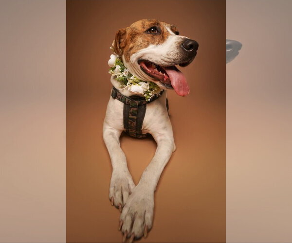 Medium Photo #4 Mutt Puppy For Sale in Rosenberg, TX, USA