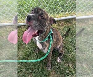 Medium Staffordshire Bull Terrier Mix