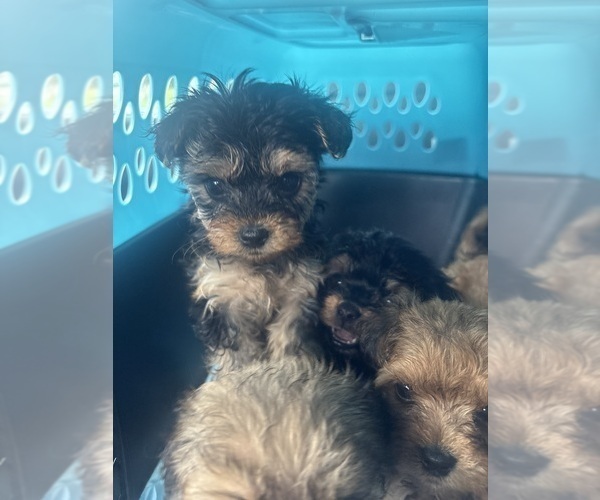 Medium Photo #3 Yorkipoo Puppy For Sale in ARLINGTON, TX, USA