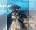 Small #2 Yorkipoo