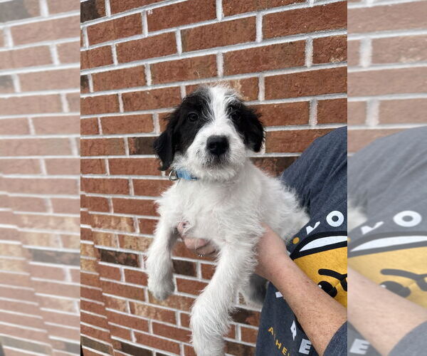 Medium Photo #3 Mutt Puppy For Sale in Candler, NC, USA