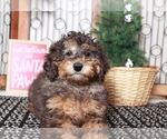 Small Photo #2 Aussiedoodle Miniature  Puppy For Sale in NAPLES, FL, USA