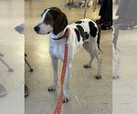 Small #9 Mutt