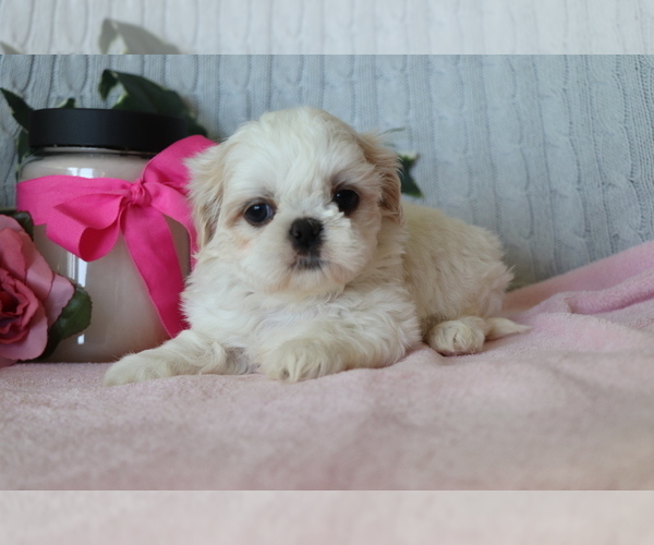 Medium Photo #1 Shih Tzu Puppy For Sale in SHILOH, OH, USA