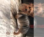 Small #6 Yorkshire Terrier