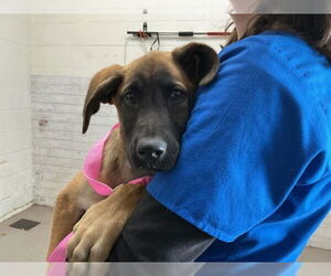 German Shepherd Dog-Unknown Mix Dogs for adoption in San Bernardino, CA, USA