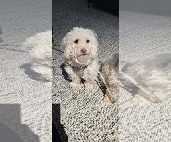 Medium Photo #2 Maltichon Puppy For Sale in Littleton, CO, USA