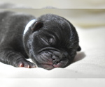 Small #2 Pug