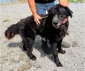 Mutt Dogs for adoption in Sheboygan, WI, USA