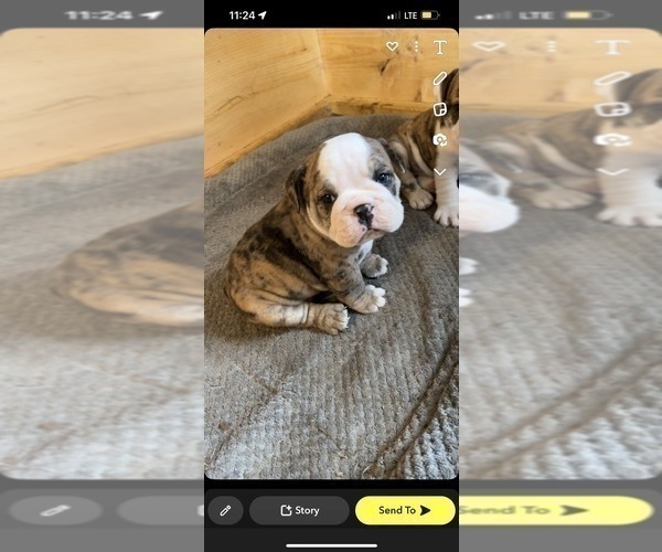 Medium Photo #2 English Bulldog Puppy For Sale in Shelbyville, IL, USA