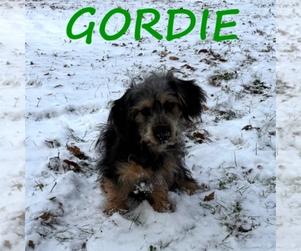 Medium Photo #2 Shorkie Tzu Puppy For Sale in HARTLAND, MN, USA