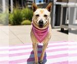 Small Mutt