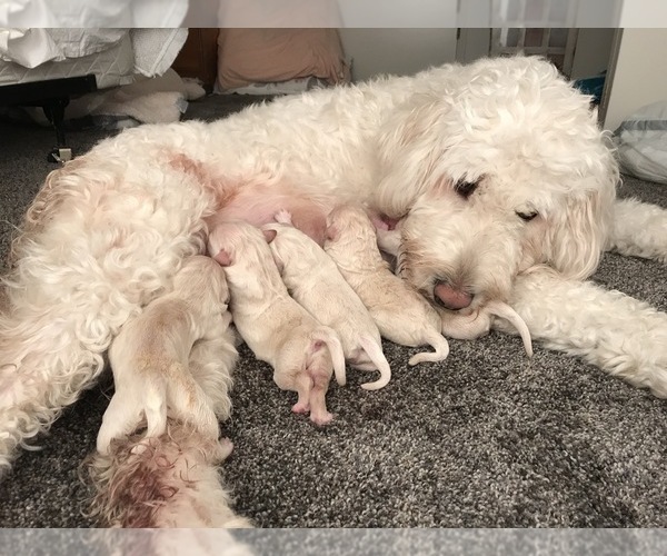 Medium Photo #1 Goldendoodle Puppy For Sale in MERCED, CA, USA