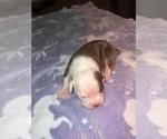 Small Photo #7 Olde English Bulldogge Puppy For Sale in BRYAN, TX, USA