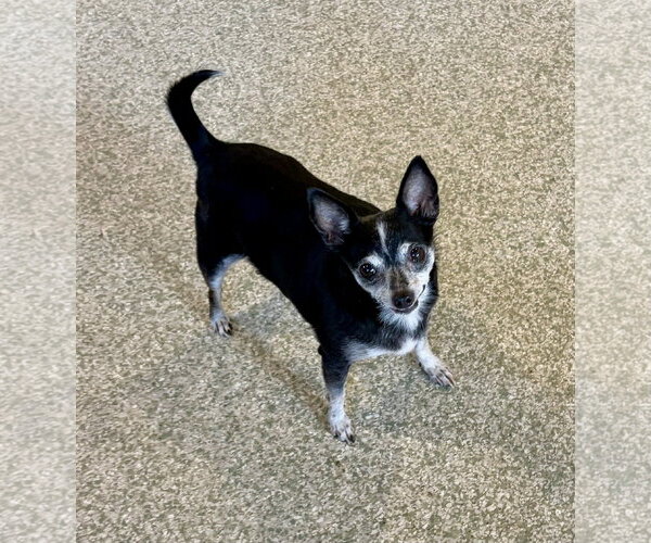 Medium Photo #2 Chihuahua-Unknown Mix Puppy For Sale in St. Louis Park, MN, USA