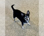 Small #1 Chihuahua Mix