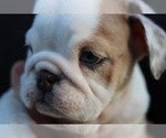 Small Photo #3 English Bulldog Puppy For Sale in STEPHENVILLE, TX, USA