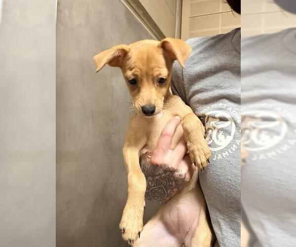 Medium Photo #1 Chihuahua-Unknown Mix Puppy For Sale in Santa Cruz, CA, USA